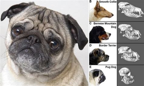 why do pugs exist.